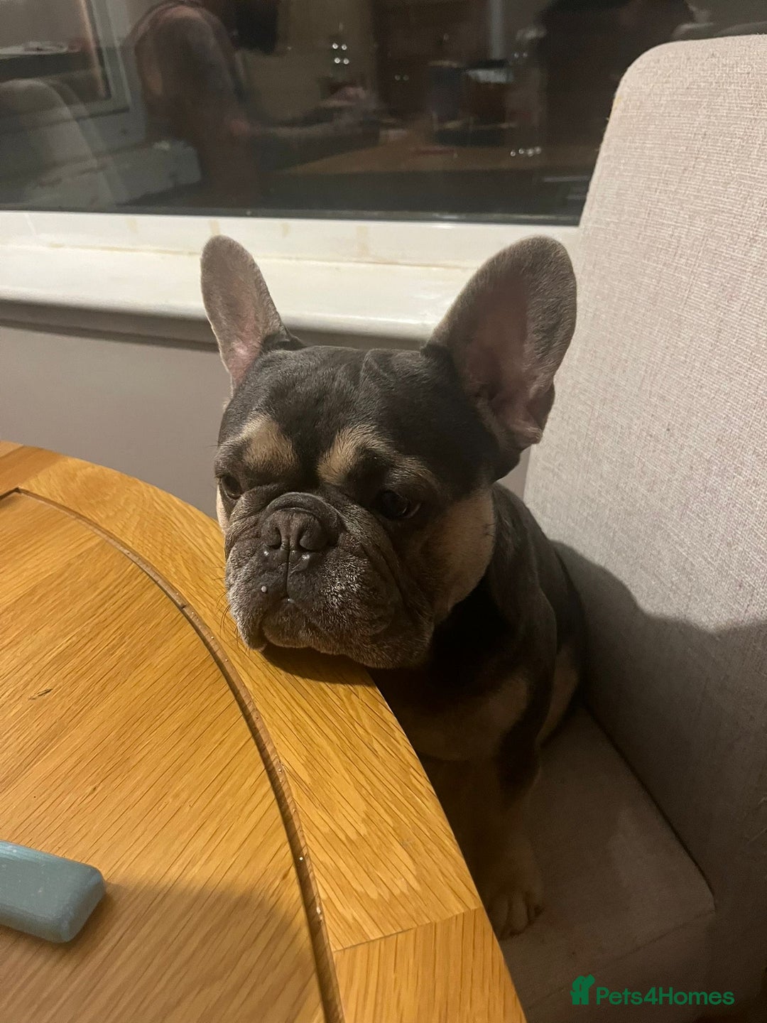 French Bulldog dogs for sale: Tiny Tino  - Advert 3