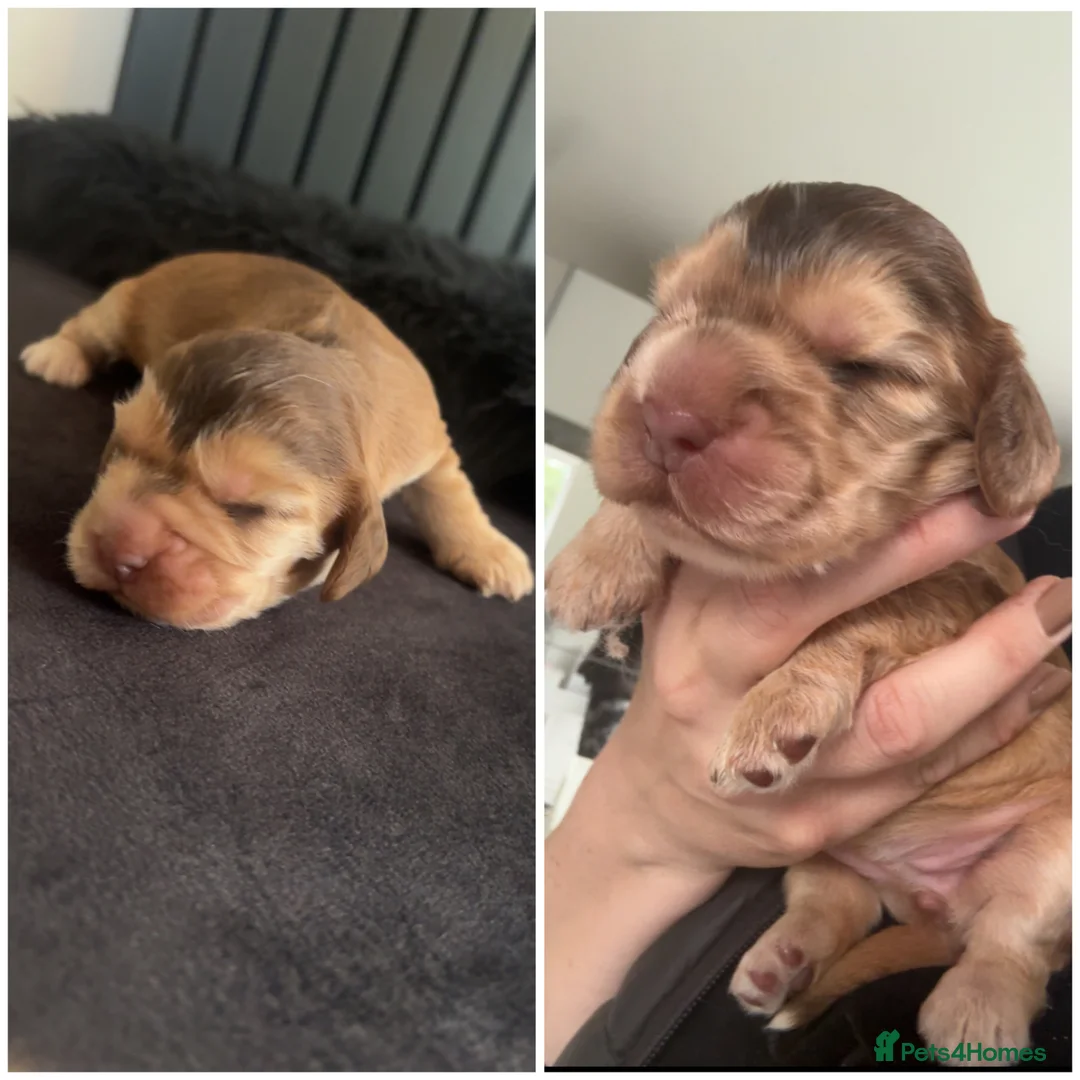 Cocker Spaniel dogs for sale: KC Registered Show cocker spaniels  - Advert 1