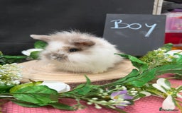 Mini Lion Lop rabbits for sale: Baby mini lion lops AVAILABLE - Image 5