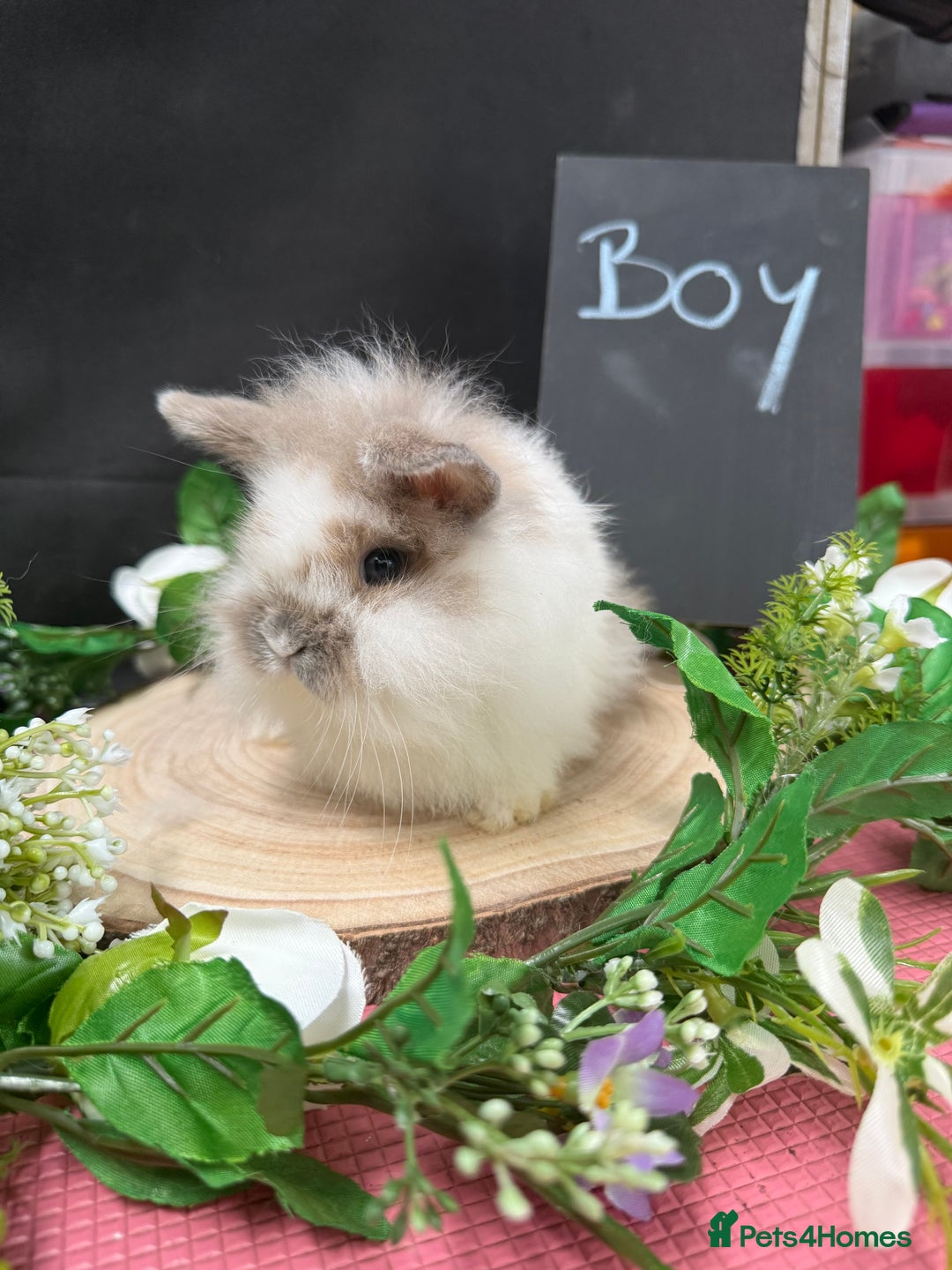 Mini Lion Lop rabbits for sale: Baby mini lion lops AVAILABLE - Image 5