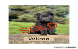 German Shepherd dogs for sale: German Shepherd Puppies  - Image 6