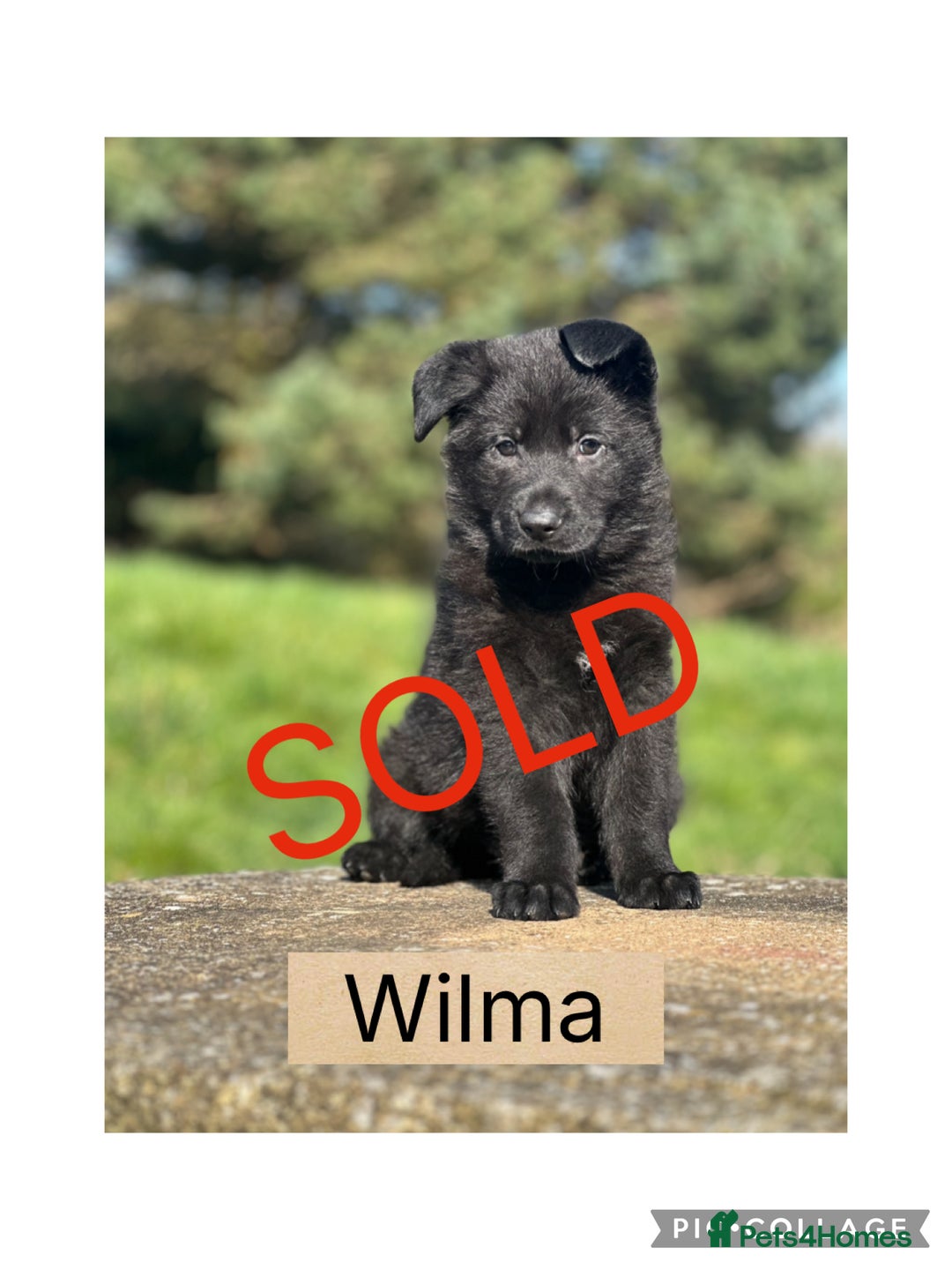 German Shepherd dogs for sale: German Shepherd Puppies  - Image 6