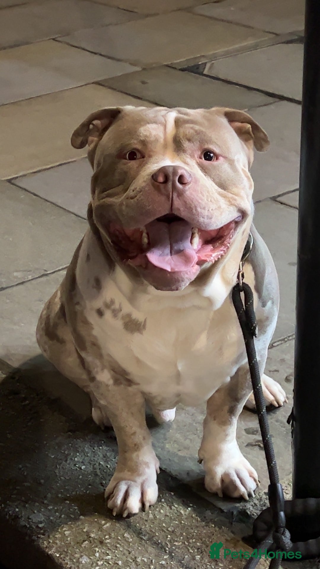 American Bully dogs for stud: Beautiful STUD - Advert 4