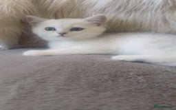 British Shorthair cats for sale: Beautiful Pure British shorthair kittens - Image 9