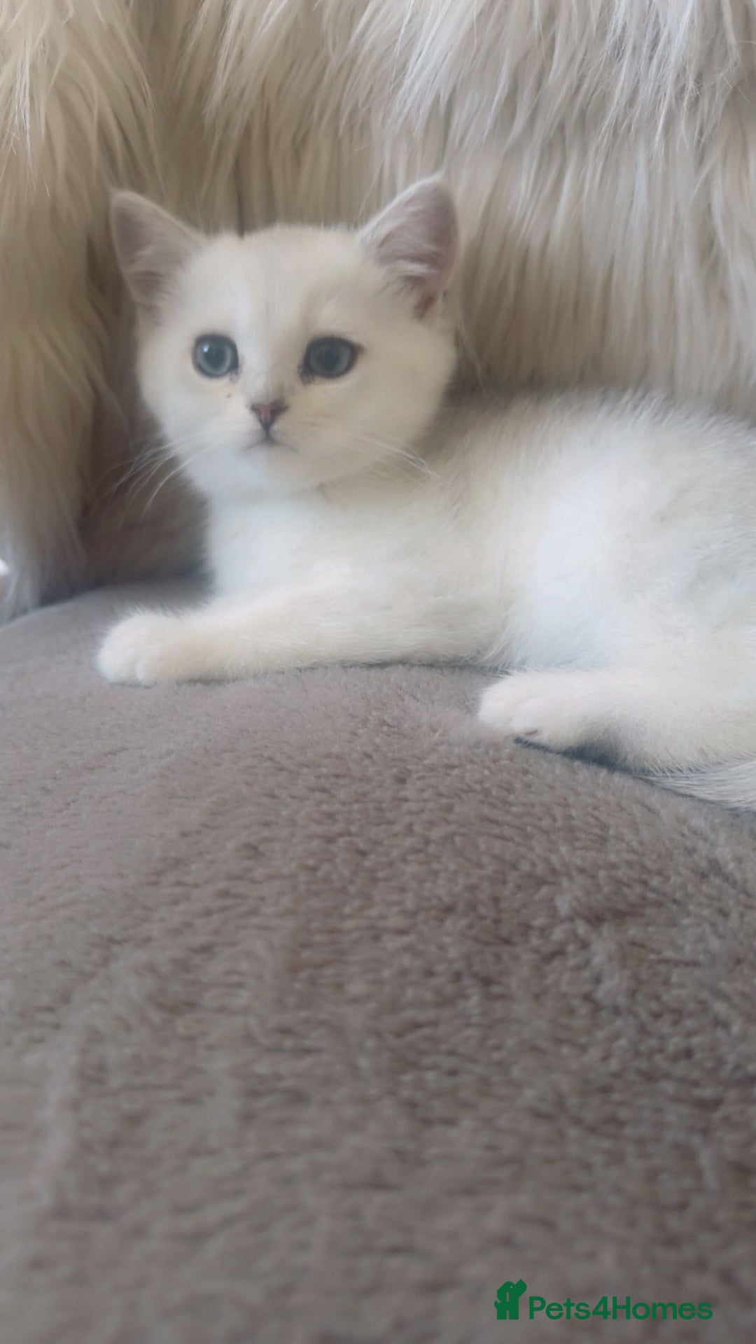 British Shorthair cats for sale: Beautiful Pure British shorthair kittens - Image 9
