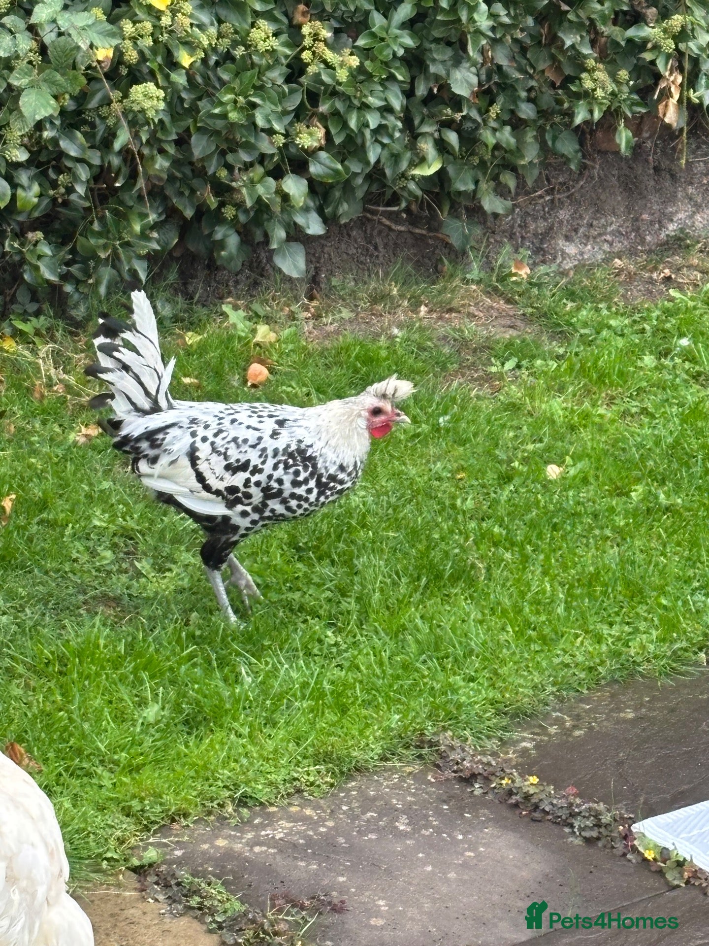 Chickens poultry Appenzeller Spitzhauben Rooster - Advert 17
