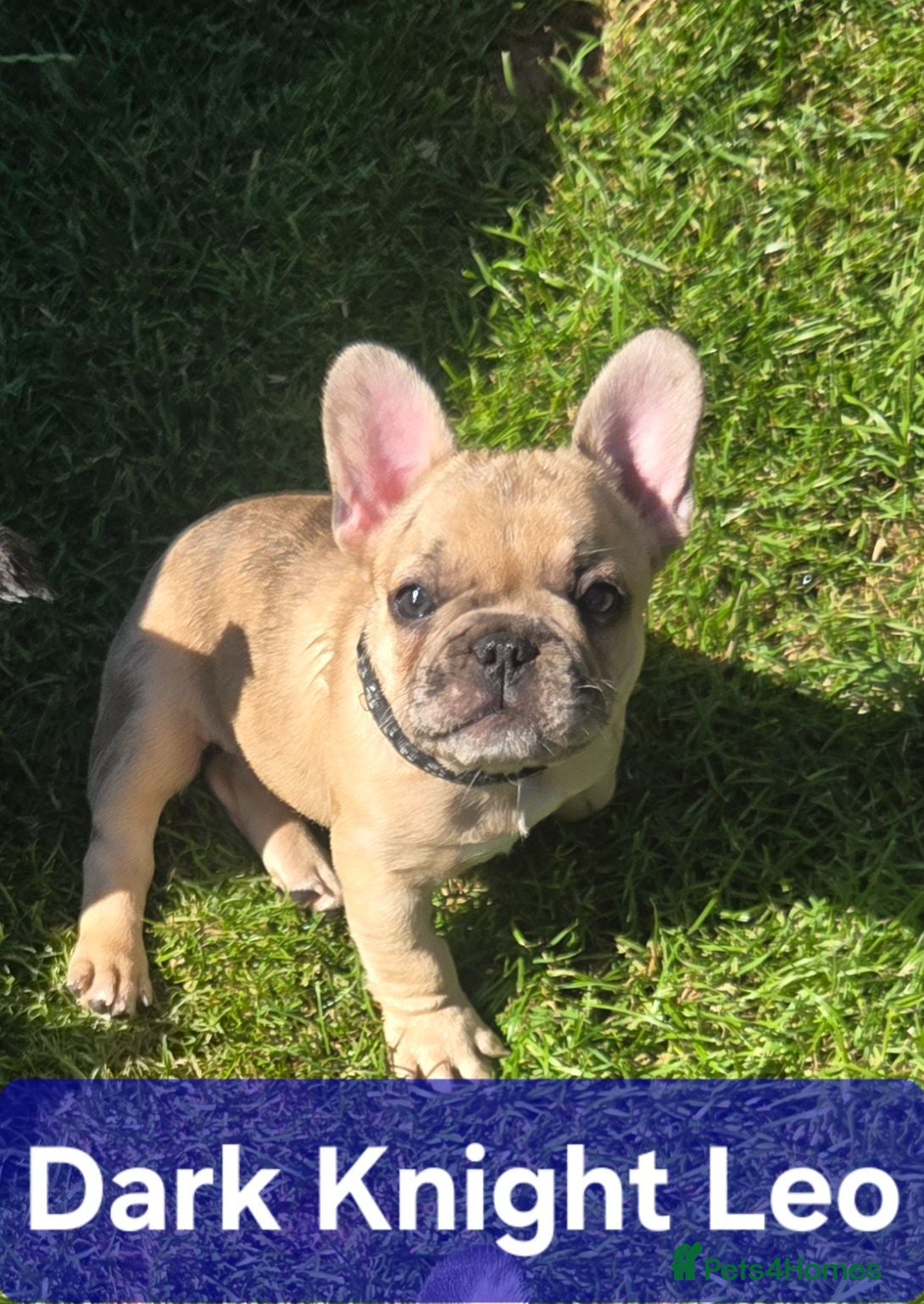 French Bulldog dogs French bulldog ready to leave - Advert 5