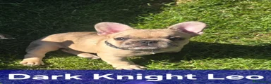 French Bulldog Puppy 2