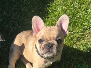French Bulldog dogs French bulldog ready to leave - Advert 12
