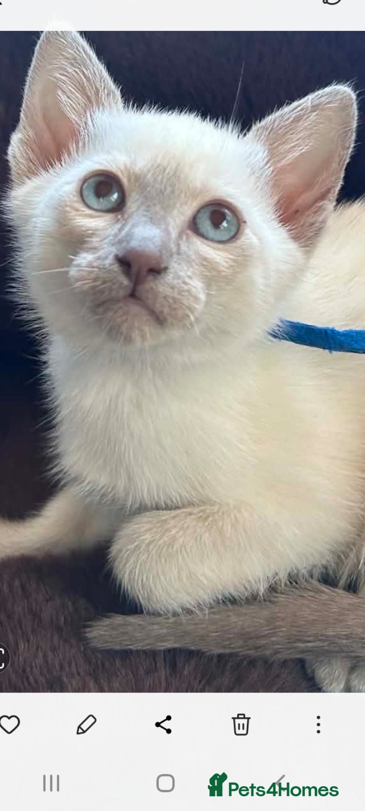 Siamese cats Siamese kittens traditional  ready now £450 - Advert 2