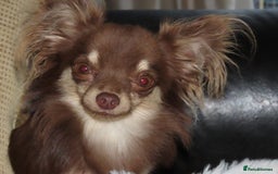 Chihuahua dogs for sale: Long coated Chihuahua adults rehome  - Image 6