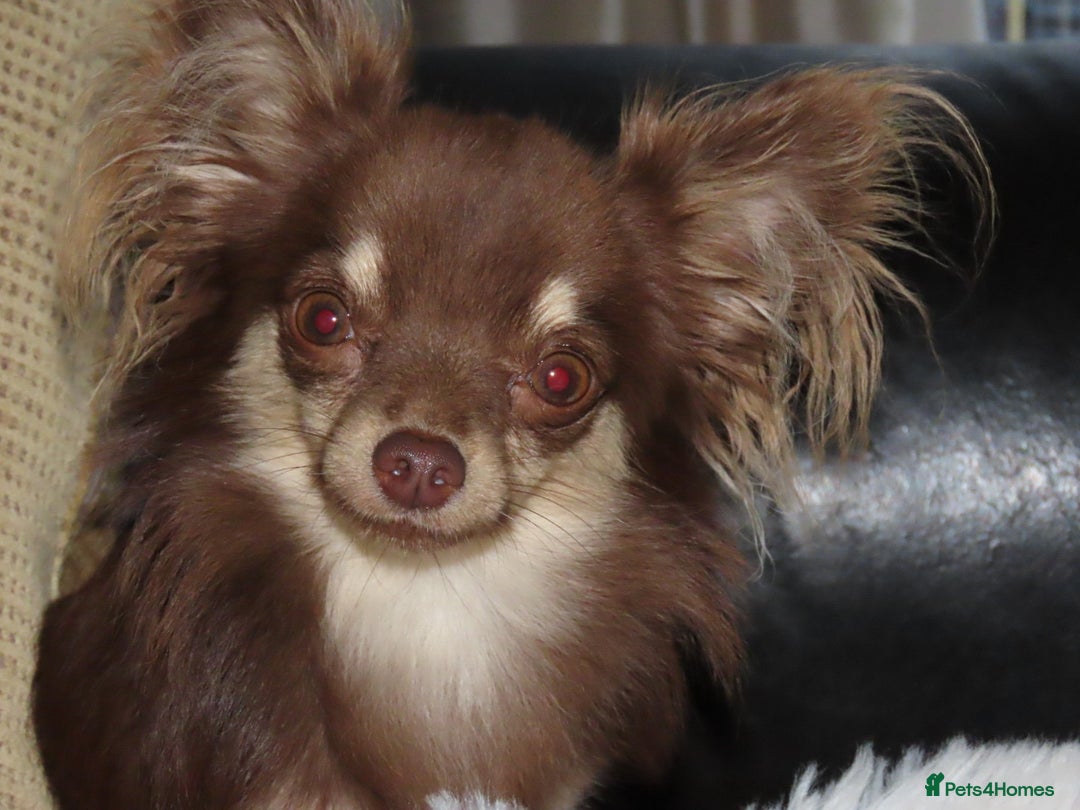 Chihuahua dogs for sale: Long coated Chihuahua adults rehome  - Image 6
