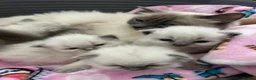 Ragdoll cats for sale: Blue Point Ragdoll Kittens Champion Bloodline - Advert 3