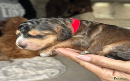 Cockapoo dogs for sale: Stunning F2 DNA health tested Cockapoo puppies  - Image 13