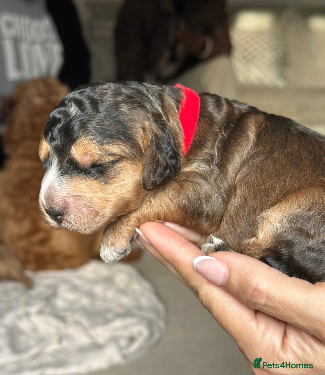 Cockapoo dogs for sale: Stunning F2 DNA health tested Cockapoo puppies  - Image 13