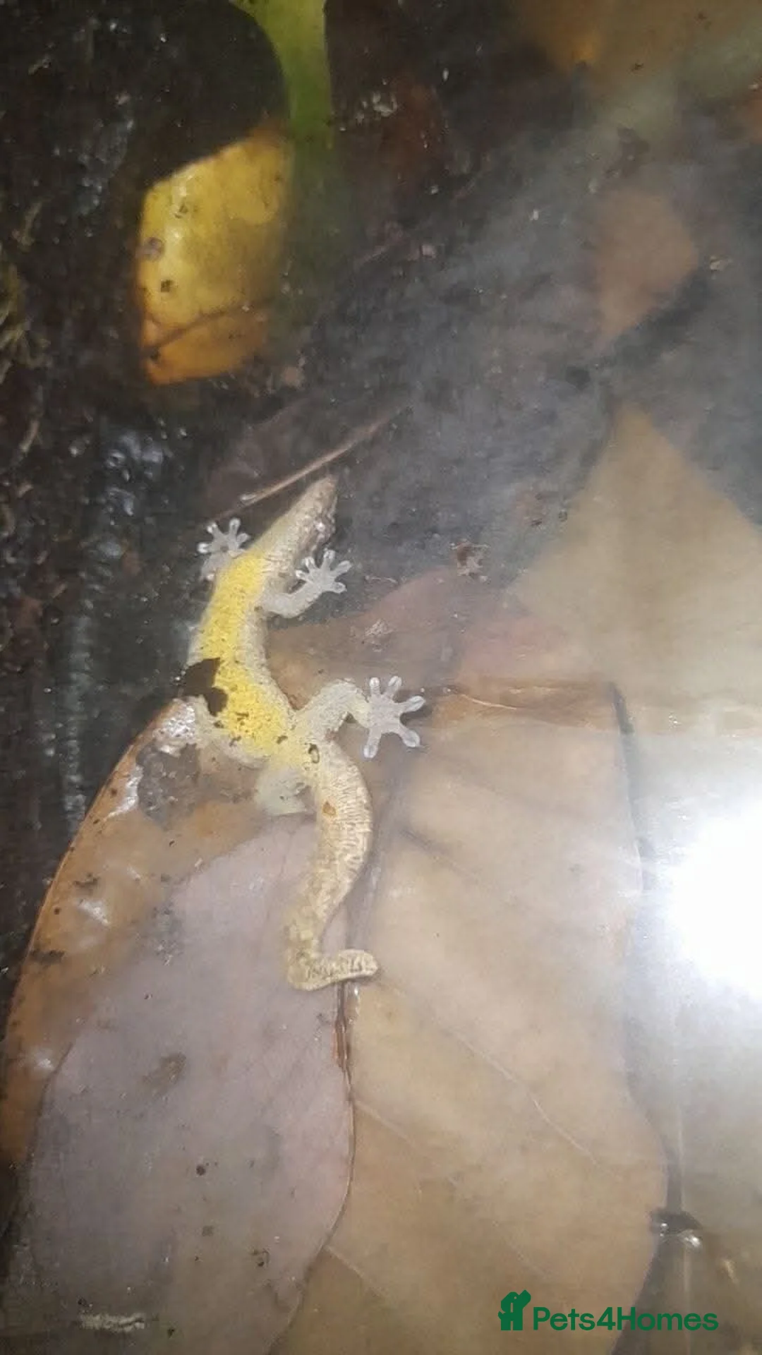 Gecko reptiles for sale: Mourning geckos. - Advert 6