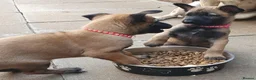 Belgian Shepherd Dog dogs for sale: Malinois! 5generation.ready soon - Advert 5