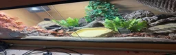 Python Snake reptiles for sale: Royal python with Viv  - Advert 3