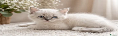 Ragdoll Kitten 1
