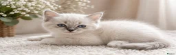 Ragdoll cats for sale: 👑Grand Champion Bloodlines Ragdoll Kittens👑 - Advert 21