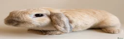 Mini Lop rabbits for sale: Mini lops - Advert 3