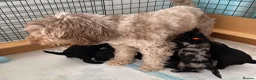 Cockapoo dogs for sale: Stunningly unique health/DNA tested Cockapoos  - Advert 22