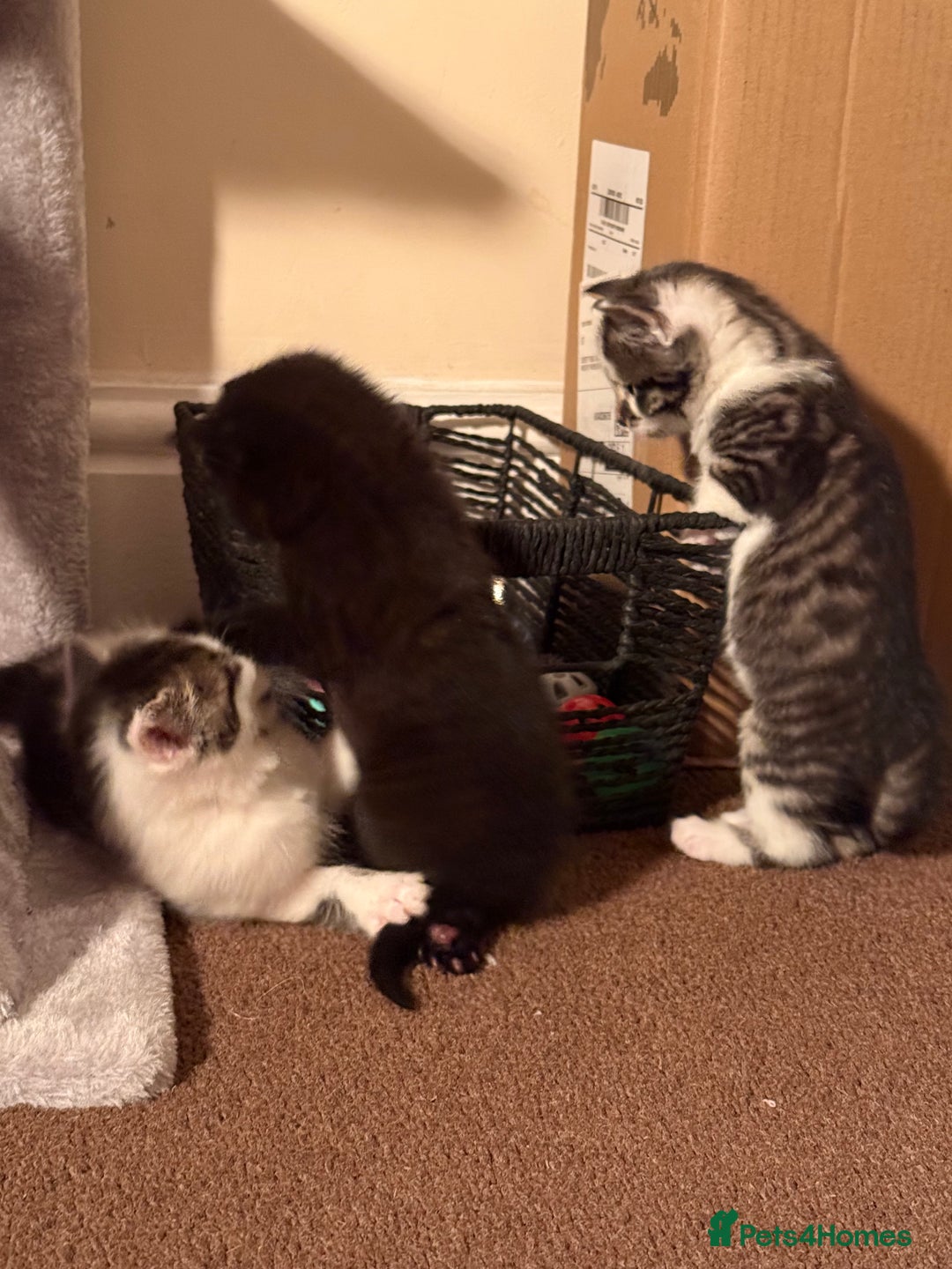 British Shorthair cats for sale: Three adorable kittens ready 10th jan 2026 - Advert 12