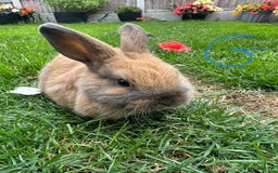 Netherland Dwarf rabbits for sale: Netherland Dwarf Rabbits For Sale  - Image 7