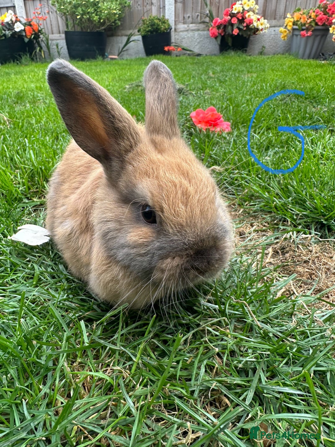 Netherland Dwarf rabbits for sale: Netherland Dwarf Rabbits For Sale  - Image 7