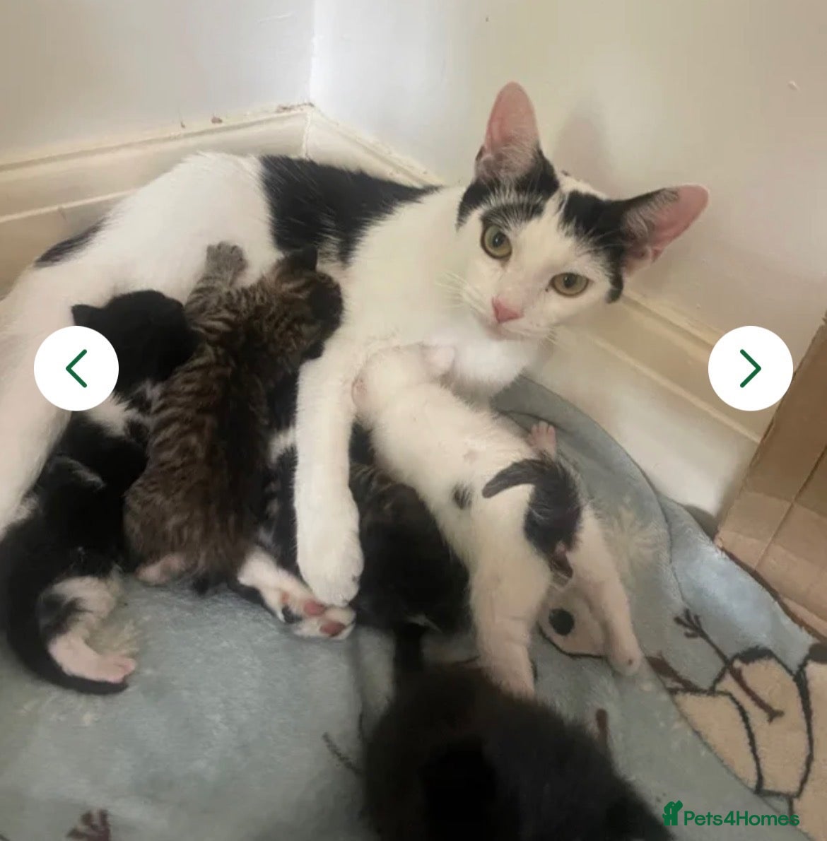 Domestic Shorthair cats Kitten for sale female  - Advert 9