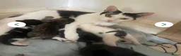 Domestic Shorthair cats for sale: Kitten for sale female  - Advert 1