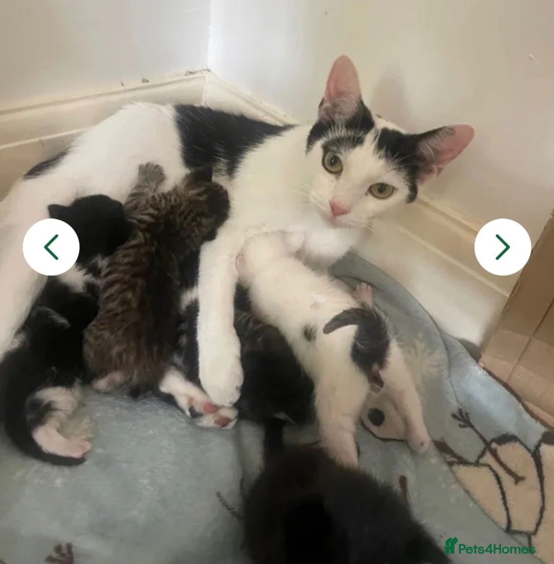 Domestic Shorthair cats for sale: Kitten for sale female  - Advert 1