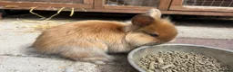 Mixed Breed rabbits for sale: Lion head cross rabbits  - Advert 10
