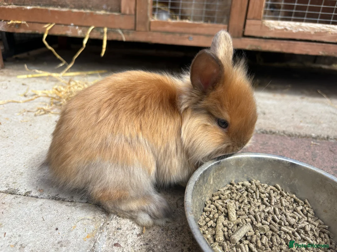 Mixed Breed rabbits for sale: Lion head cross rabbits  - Advert 10