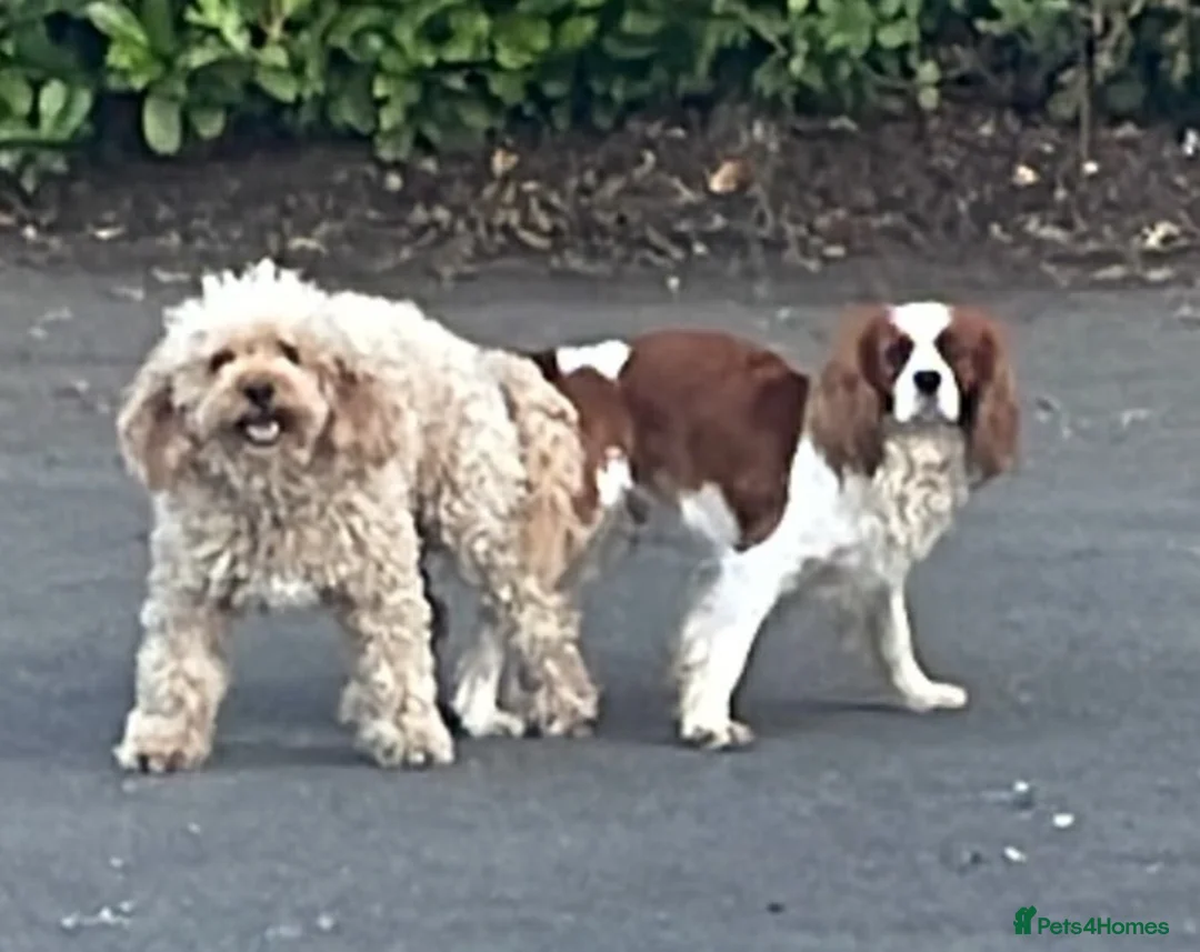 Cavapoo dogs for sale: Cavapoo puppies  - Advert 2
