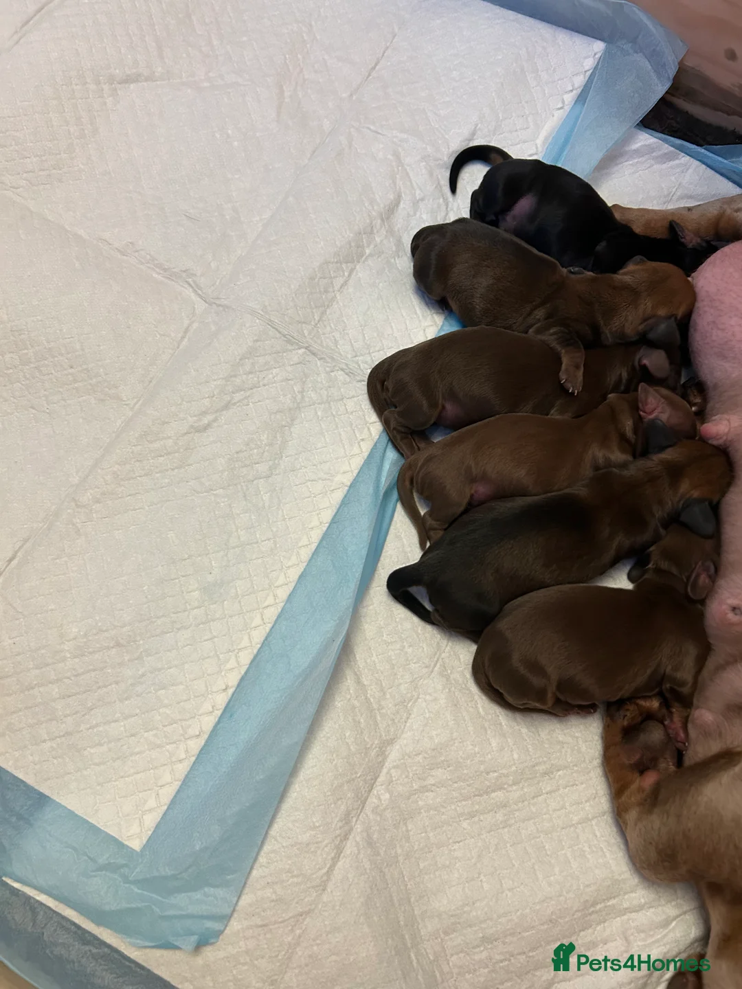 Miniature Dachshund dogs for sale: Miniature dachshund  - Advert 1