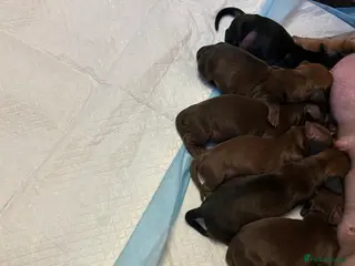 Miniature Dachshund dogs Miniature dachshund - Advert 1