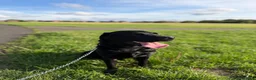 Labrador Retriever dogs for sale: Bruno in Stoke-on-Trent - Advert 2