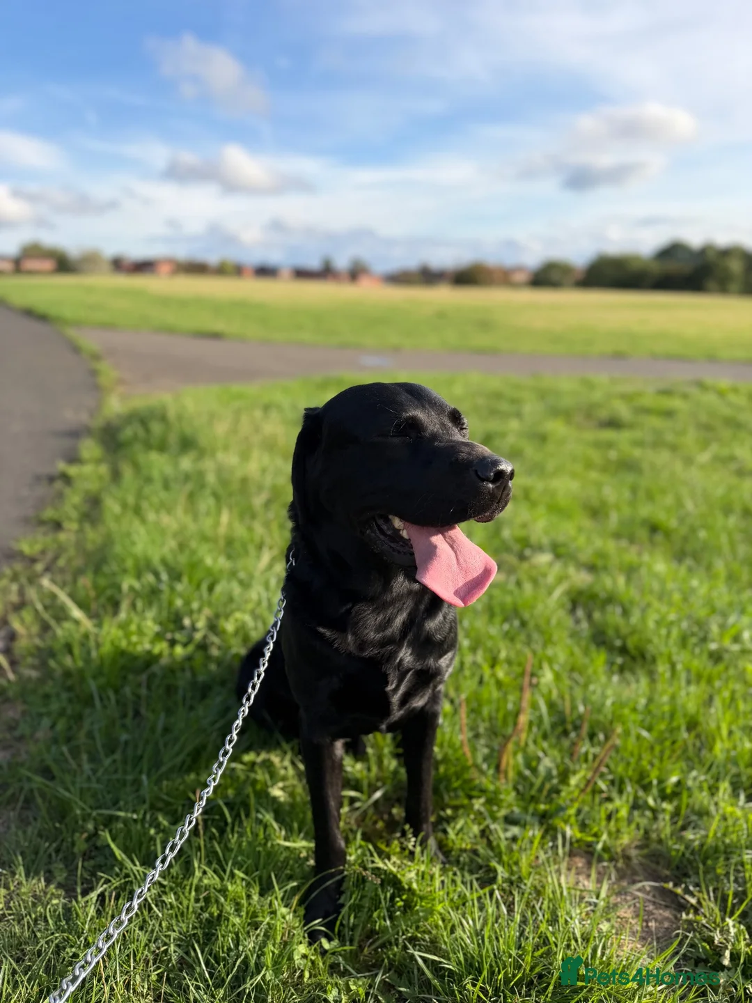 Labrador Retriever dogs for sale: Bruno in Stoke-on-Trent - Advert 2