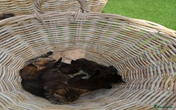 Mixed Breed cats for sale: Kittens for sale - Image 2