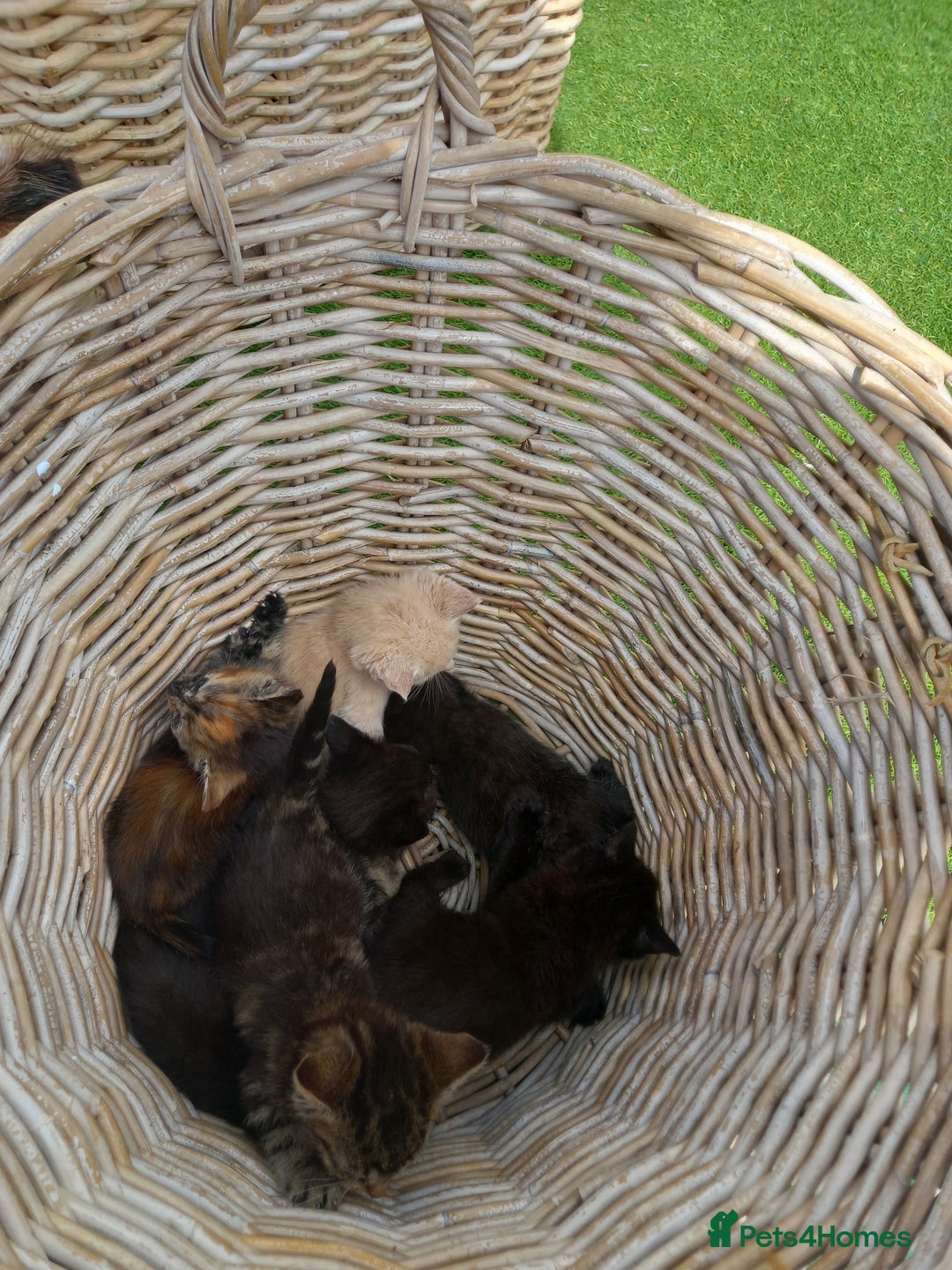 Mixed Breed cats for sale: Kittens for sale - Image 2