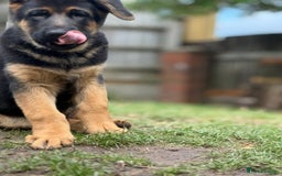 German Shepherd dogs for sale: Stunning litter - Image 5