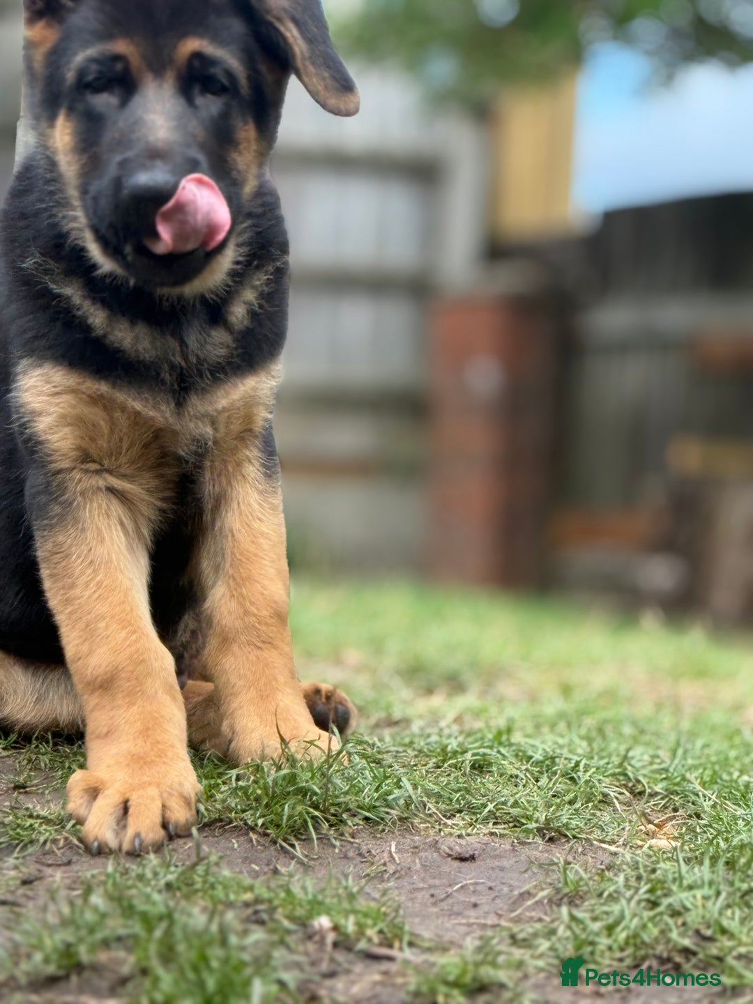 German Shepherd dogs for sale: Stunning litter - Image 5