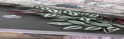 Corn Snake reptiles for sale: 2.5 year male corn snake and vivarium - Advert 8