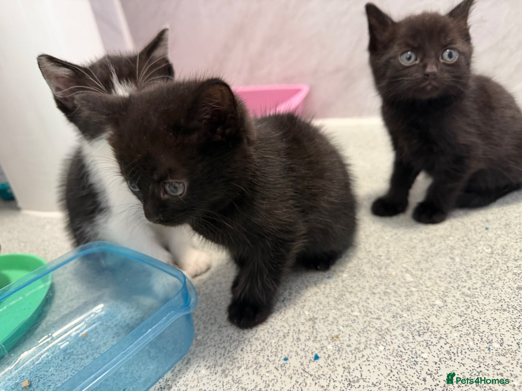 Mixed Breed cats for sale: Male Kittens  - Advert 5