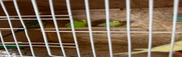 Budgerigars birds for sale: Young budgies & breeding pairs  - Advert 2