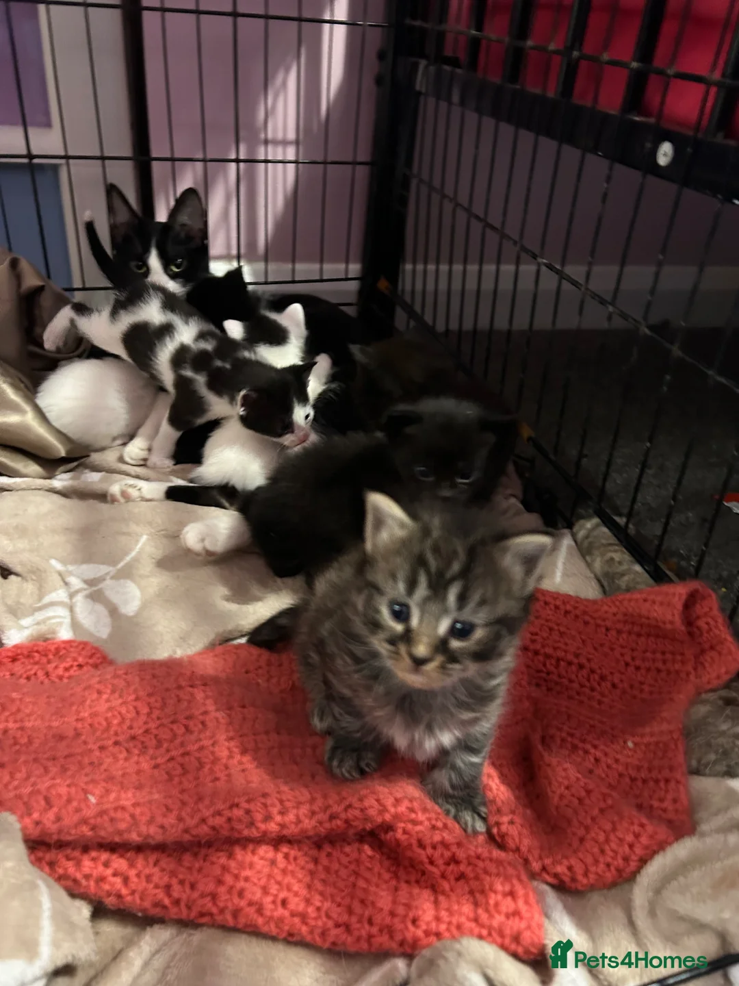 Mixed Breed cats for sale: 4 gorgeous fluffy kittens left  - Advert 2