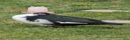 Ducks poultry for sale: 2 Muscovy females in Corby - Advert 2