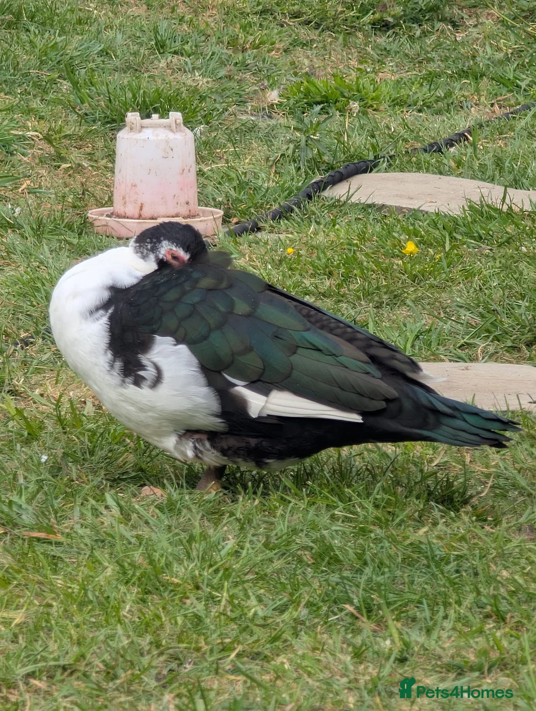 Ducks poultry for sale: 2 Muscovy females in Corby - Advert 2