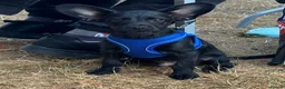 Mixed Breed dogs for sale: Puppy for sale - Advert 6
